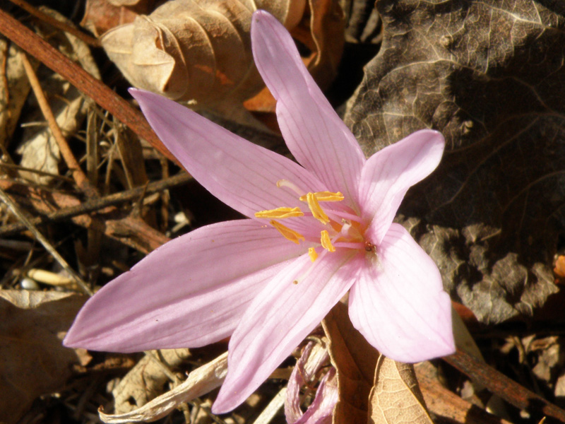 Colchicum longifolium / Colchico provenzale